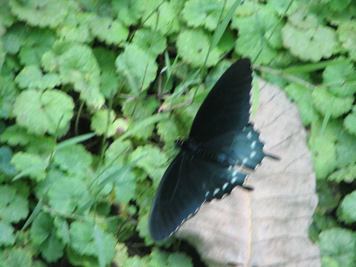 Sunset Ridge Cabin Pigeon Forge Bagian luar foto