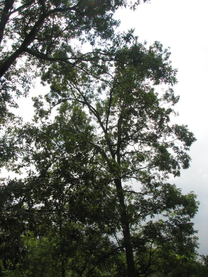Sunset Ridge Cabin Pigeon Forge Bagian luar foto