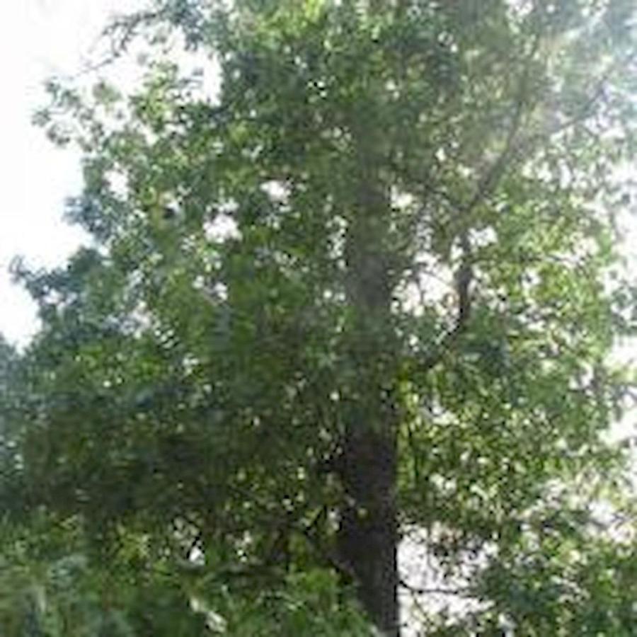 Sunset Ridge Cabin Pigeon Forge Bagian luar foto